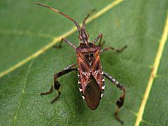True Bugs, Leafhoppers, Aphids (Hemiptera)